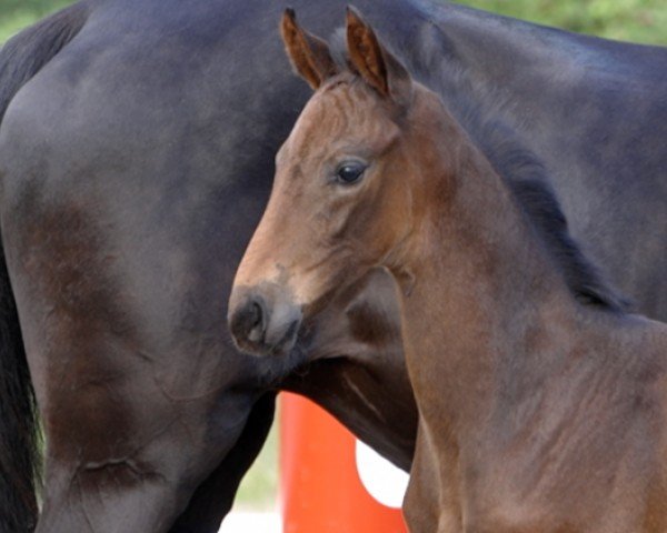 foal by Elisa (Hanoverian, 2024, from Edward 28)