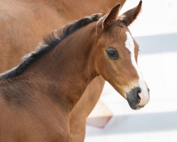 foal by Dior (Hanoverian, 2024, from Diamantenglanz)