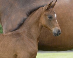 foal by Enjoy (Hanoverian, 2024, from Edward 28)