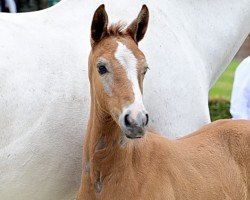 foal by Scotch (Hanoverian, 2024, from Stanley)