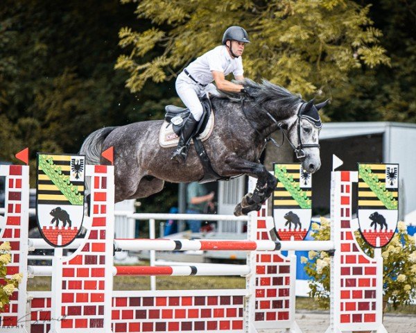 Springpferd Corlando vd Leuba (Holsteiner, 2018, von Colman)