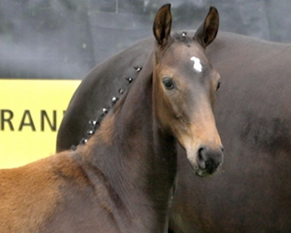 foal by Fräulein (Hanoverian, 2024, from Freigeist)