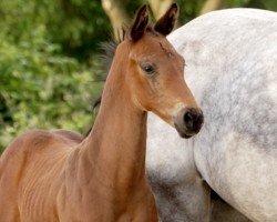 foal by Drummerboy B (Hanoverian, 2024, from Diathletico FRH)