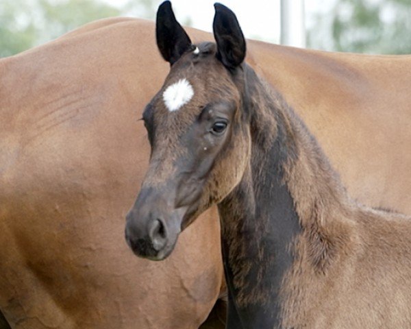 foal Baroness (Hanoverian, 2024, from Bloomingdale)