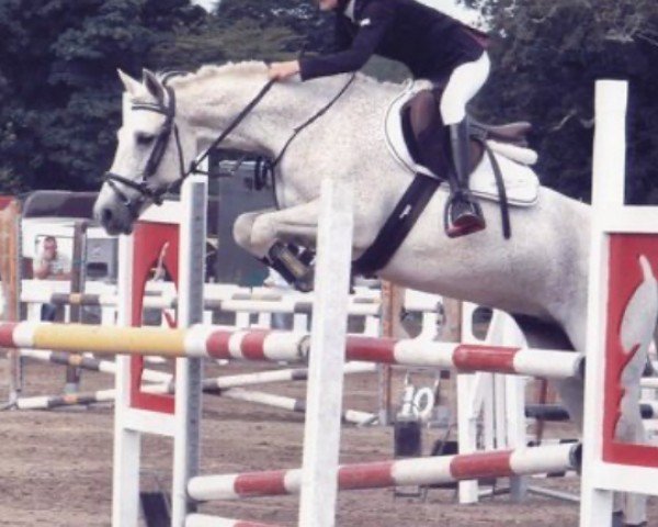 stallion Doonhill Billy (Connemara Pony, 2003, from Ballinavilla Prince)