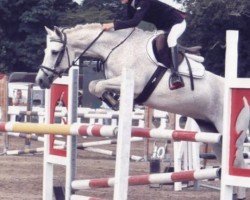 stallion Doonhill Billy (Connemara Pony, 2003, from Ballinavilla Prince)