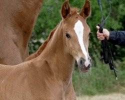 foal by Esperanza (Hanoverian, 2024, from Edward 28)