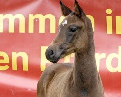 foal by Bonjour (Hanoverian, 2024, from Bonhoeffer)