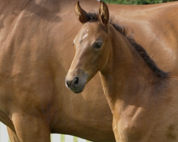 foal by Kendra (Hanoverian, 2024, from Khedira)