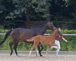 foal by Redbull (German Sport Horse, 2024, from Raven)