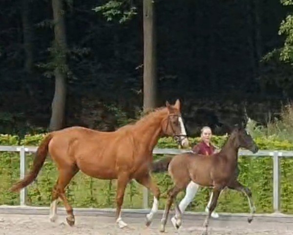 foal by Gin Tonic (German Sport Horse, 2024, from Glamdale WP)