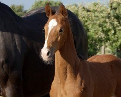 foal by Quality (Hanoverian, 2024, from IB Qualito II)