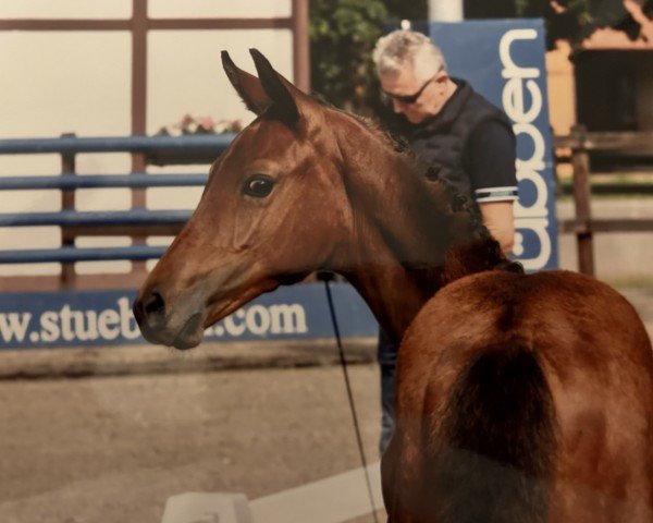 jumper Stute von Charthago Blue / Thagoras (Oldenburg show jumper, 2023, from CHARTHAGO BLUE OLD)