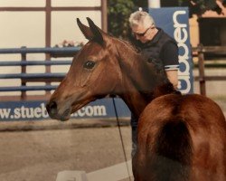 jumper Stute von Charthago Blue / Thagoras (Oldenburg show jumper, 2023, from Charthago Blue OLD)