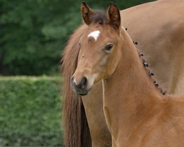 foal by Valeria (Hanoverian, 2024, from Venturo)