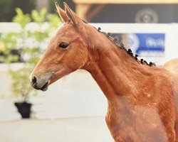 jumper Hengst von Light On / Thagoras (Oldenburg show jumper, 2022, from Light On OLD)