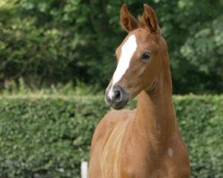 foal by Red Raven (Hanoverian, 2024, from Rocky Mountain)