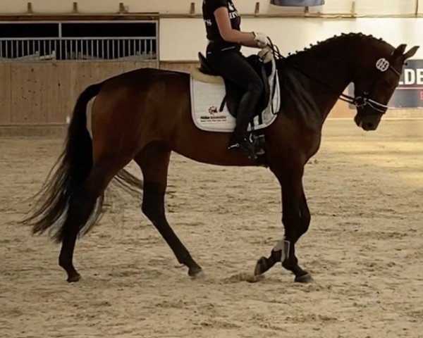 broodmare Celina's Last HP (Oldenburg show jumper, 2017, from Thagoras)