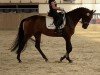 broodmare Celina's Last HP (Oldenburg show jumper, 2017, from Thagoras)