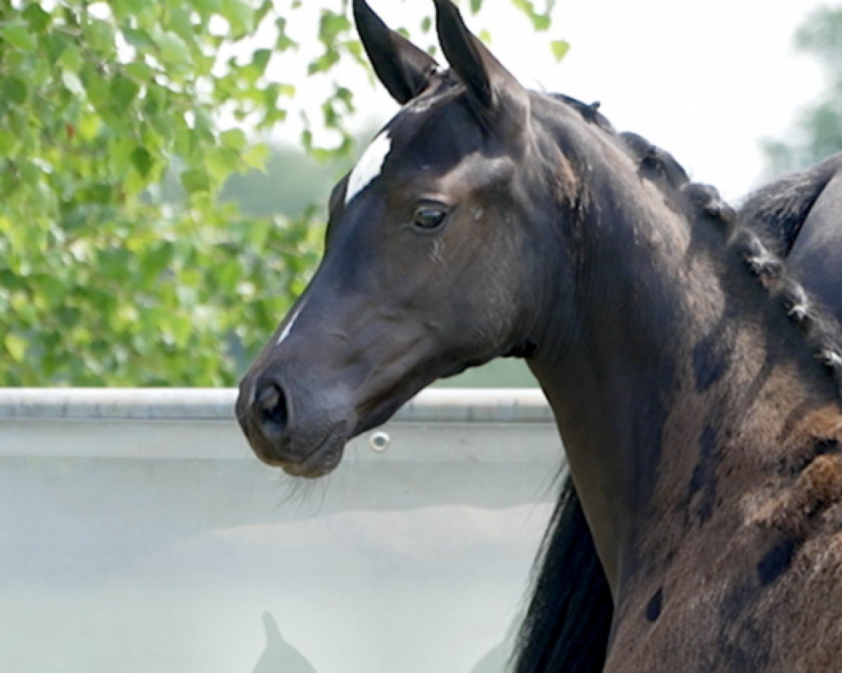 jumper Diego (Hanoverian, 2024, from Diathletico FRH)