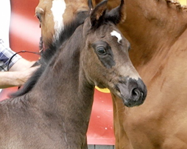 foal by Diamore (Hanoverian, 2024, from Diamantenglanz)