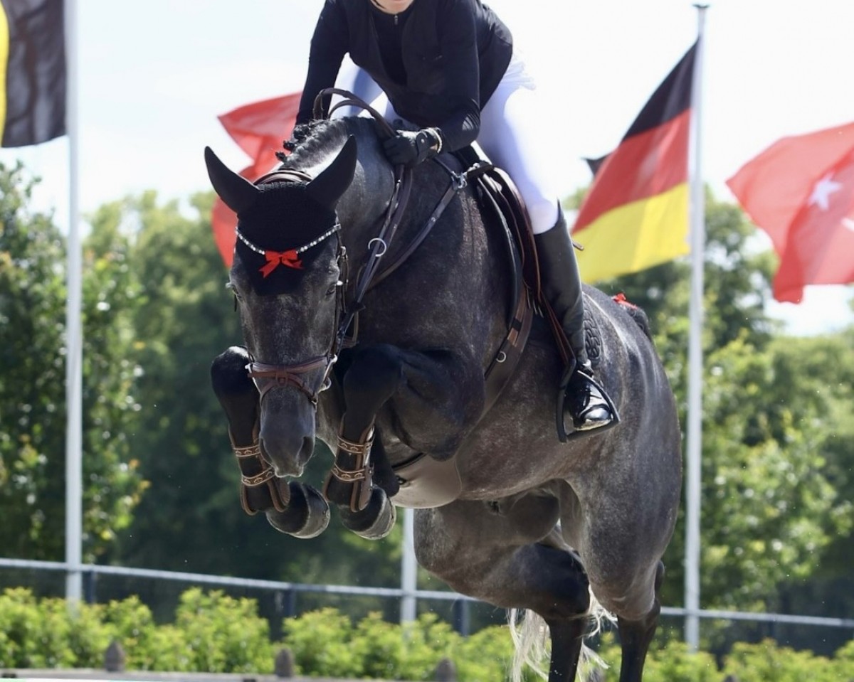 jumper Checkpoint Plus (Oldenburg show jumper, 2018, from K.i Checkter)