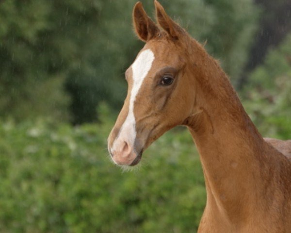 foal by Blickfang (Hanoverian, 2024, from Barbarossa)