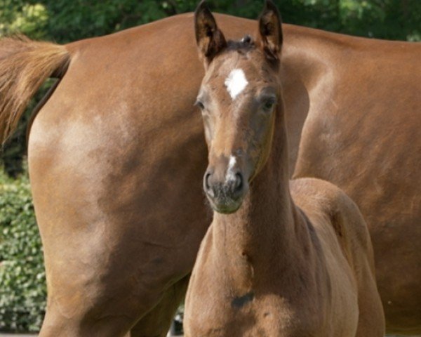 foal by Quick Lady G (Hanoverian, 2024, from FRH Quaid)