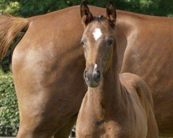 foal by Quick Lady G (Hanoverian, 2024, from FRH Quaid)