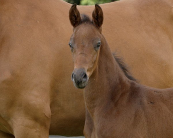 foal by Ferrero (Hanoverian, 2024, from Friedrich der Große)