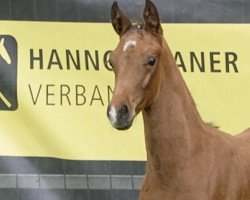 foal by Frühlingsbote (Hanoverian, 2024, from Fürst Belissaro)