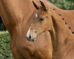 foal by Feine Deern (Hanoverian, 2024, from Fürst Belissaro)