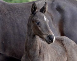 foal by Beethoven (Hanoverian, 2024, from Barbarossa)