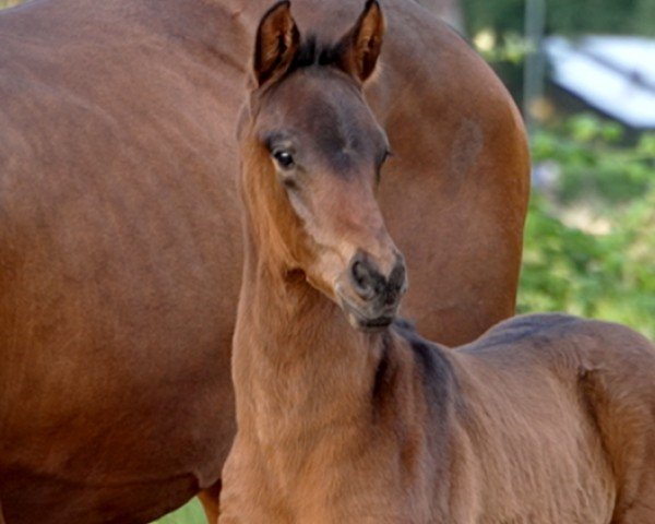 foal by Look at me (Hanoverian, 2024, from Livaldon)