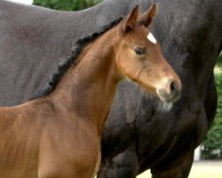 foal Diabolo (Hanoverian, 2024, from Diathletico FRH)