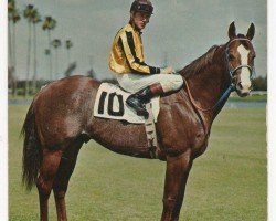 stallion Duplicate Copy (Quarter Horse, 1962, from Go Man Go)