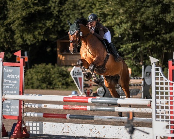 jumper Cordofino (Oldenburg show jumper, 2016, from Corofino M)