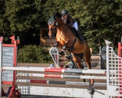 jumper Cordofino (Oldenburg show jumper, 2016, from Corofino M)