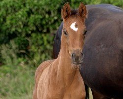 foal by Baltimore (Hanoverian, 2024, from Bonhoeffer)