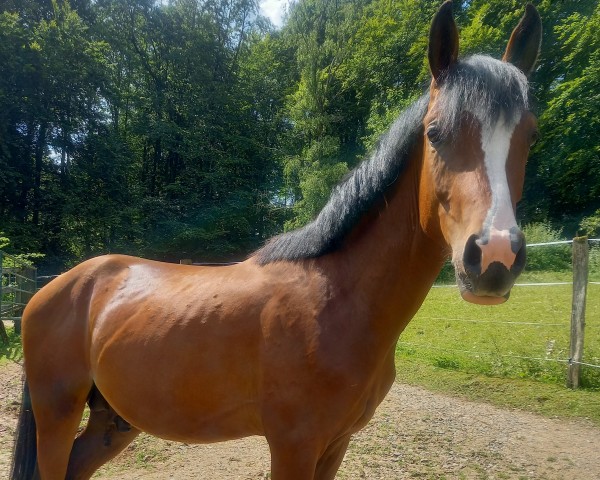 jumper Valerio (German Riding Pony, 2022, from Vincenzo NRW)