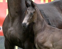 foal by Bourani (Hanoverian, 2024, from Barbarossa)