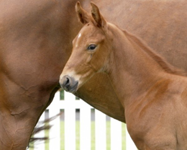 foal by Rocketman (Hanoverian, 2024, from Rocky Mountain)