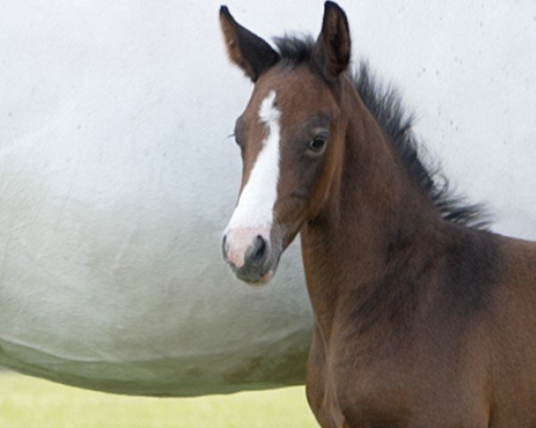 foal by Opus (Hanoverian, 2024, from Obano)