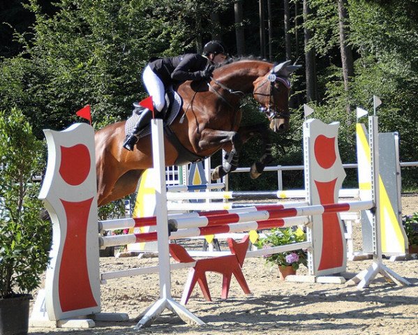 jumper Larosebra (Belgian Warmblood, 2011, from Atlantic VDL)