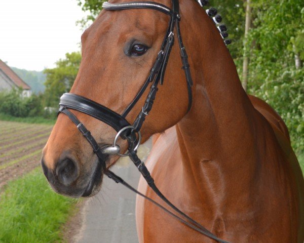 broodmare Cara NH (Hanoverian, 2009, from Cosinhus)