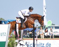 jumper Tequilla 64 (German Sport Horse, 2018, from Quint)