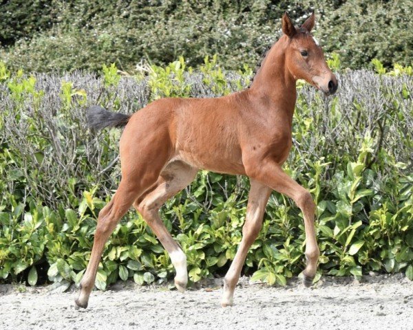 jumper Diara N (Hanoverian,  , from Diacontinus)