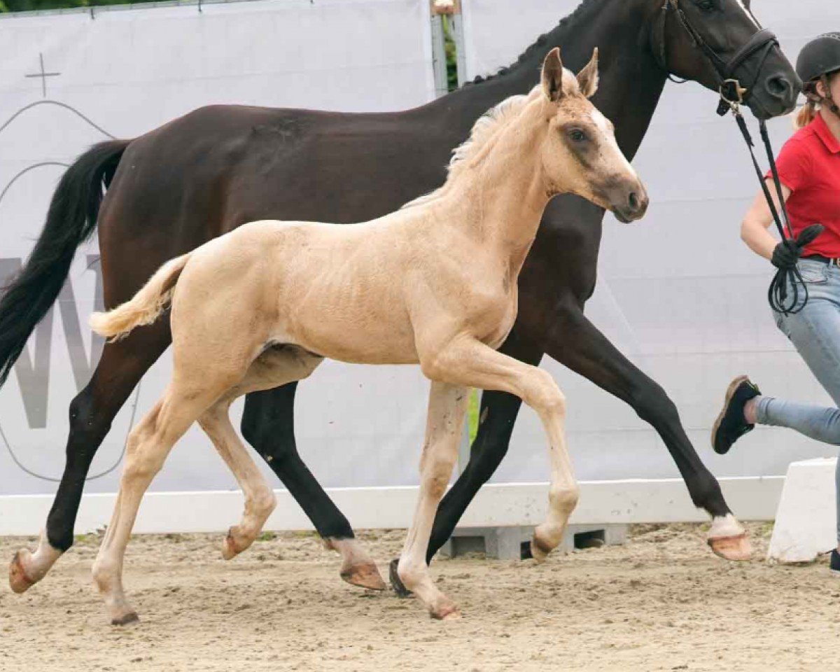 dressage horse Qandice King (Westphalian, 2024, from Qandide)