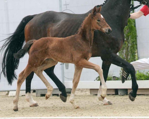 foal by Sonnige Aussicht (Westphalian, 2024, from Sir Heinrich OLD)