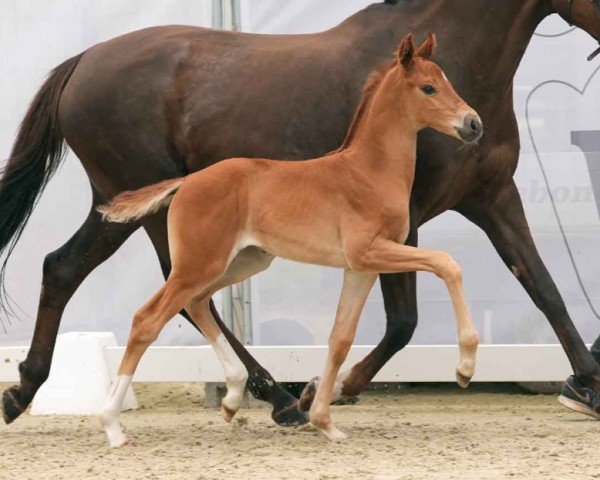 foal by Die kleine Feine (Westphalian, 2024, from Donier)